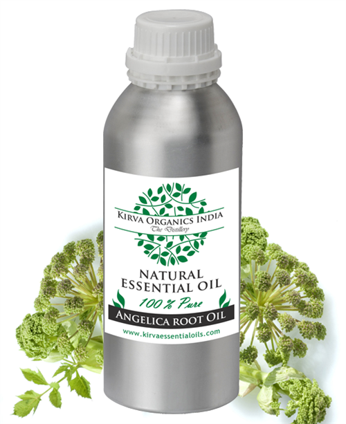 ANGELICA ROOT OIL (BUY ONLINE) - Kirva Organics India