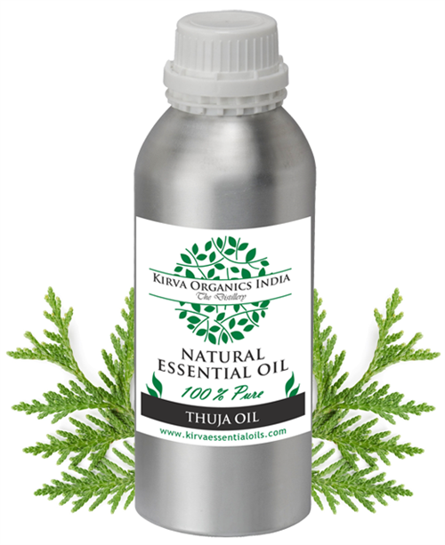 THUJA OIL - Kirva Organics India