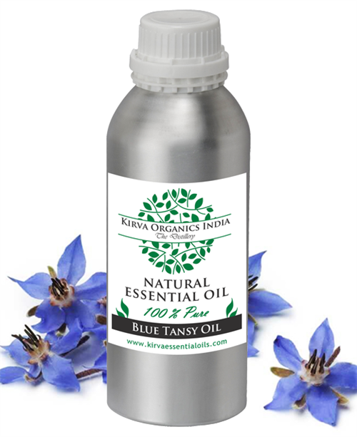TANSY BLUE ESSENTIAL OIL - Kirva Organics India