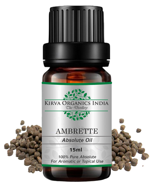AMBRETTE ABSOLUTE OIL (BUY ONLINE) - Kirva Organics India