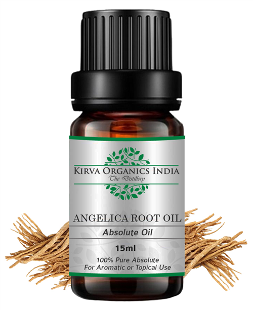ANGELICAA ROOT OIL - Kirva Organics India