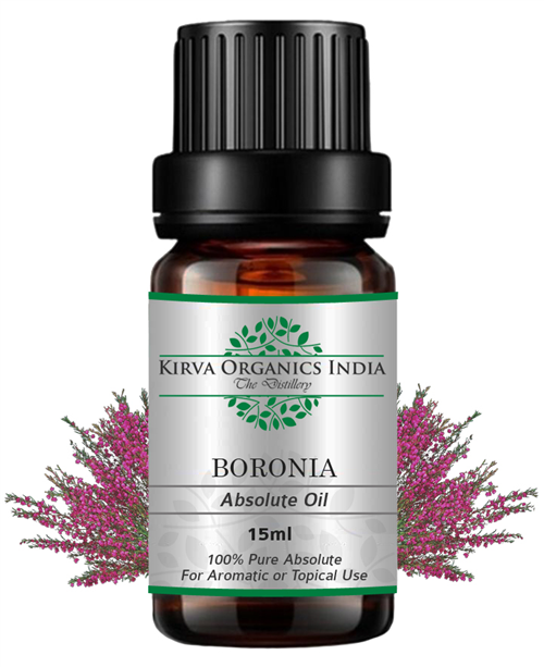 BORONIA ABSOLUTE OIL(BUY ONLINE) - Kirva Organics India