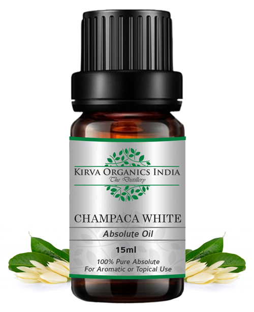 CHAMPACA WHITE ABSOLUTE OIL(BUY ONLINE) - Kirva Organics India