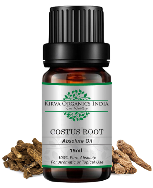 COSTUS ROOT ABSOLUTE OIL(BUY ONLINE) - Kirva Organics India