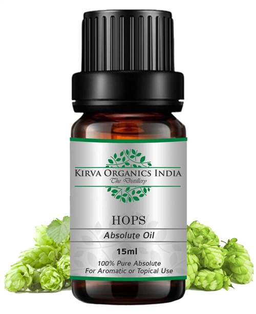 HOPS ABSOLUTE OIL(BUY ONLINE) - Kirva Organics India