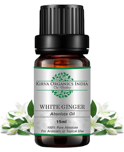 WHITE GINGER LILLY ABSOLUTE OIL(BUY ONLINE) - Kirva Organics India